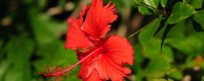 夏秋季节什么花好养