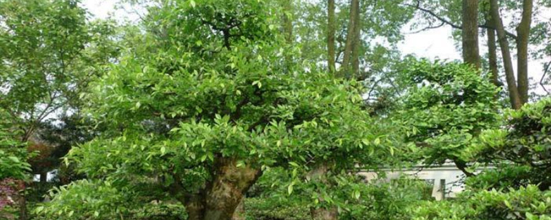 榆树盆景修剪季节