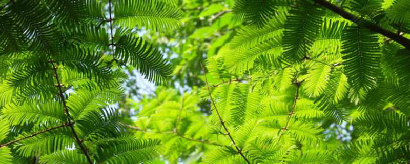 什么季节栽植水杉好