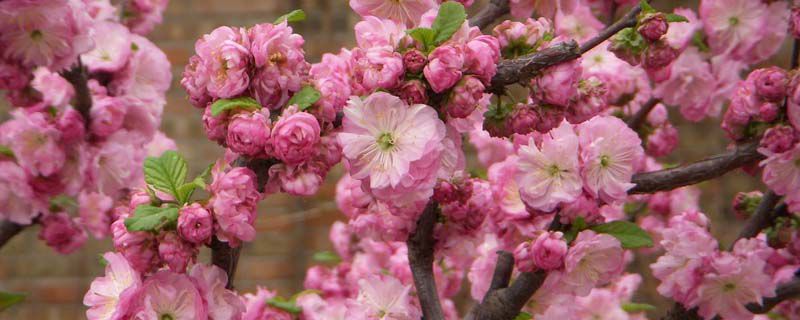 榆叶梅花是什么季节开花