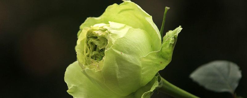 月季换盆季节 月季换盆季节