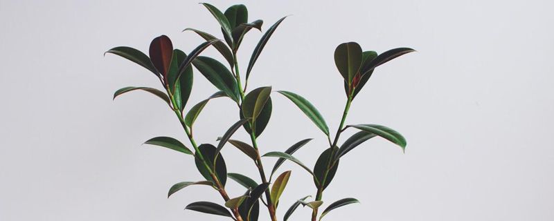 橡皮树扦插季节 橡皮树扦插季节