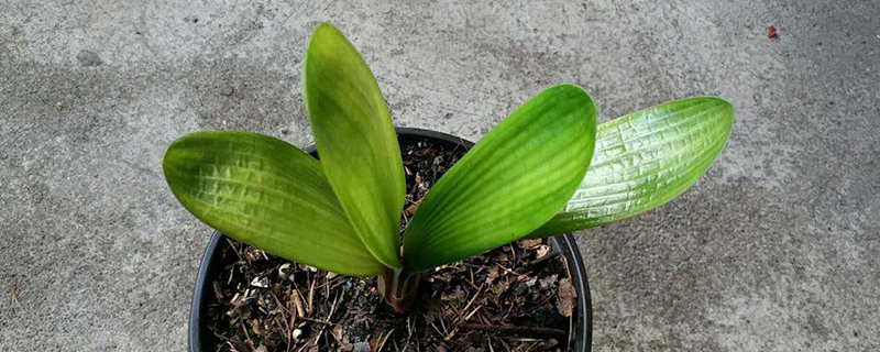 君子兰种植季节