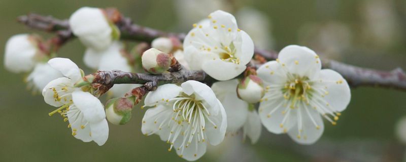 秋冬季节种什么花卉