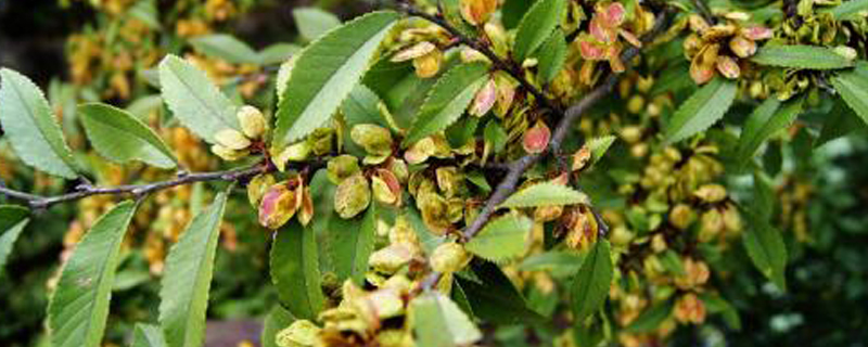 榆树什么季节截枝 榆树什么季节截枝
