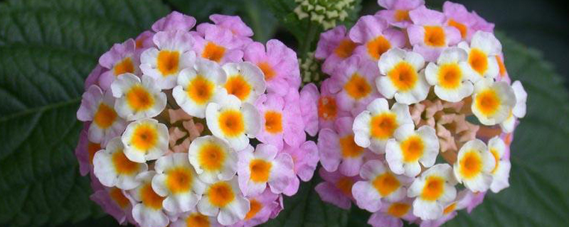 五色梅是什么季节的花