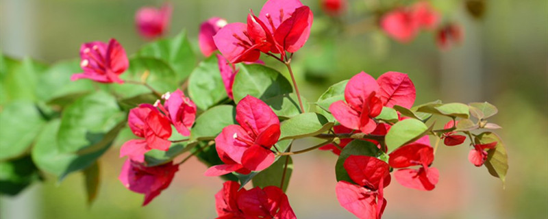 三角梅季节施肥 三角梅季节施肥