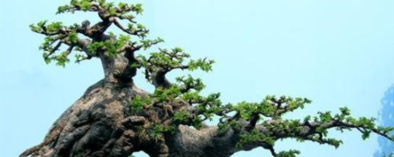 松生长的季节 松生长的季节