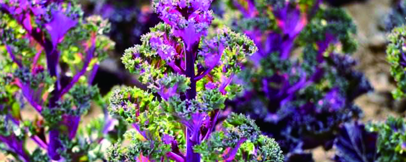 秋冬季节种什么花 秋冬季节种什么花