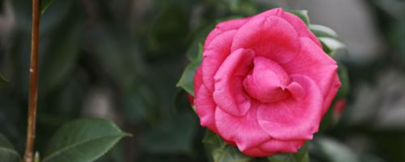 茶花新芽季节 茶花新芽季节