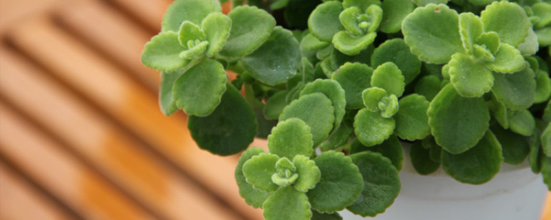 碰碰香易在什么季节开花