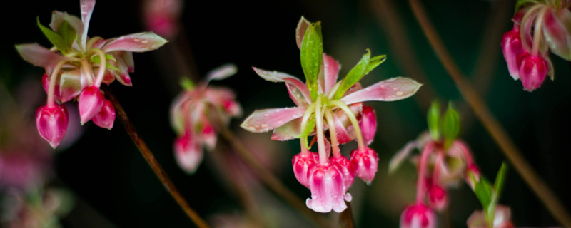 吊钟花开花季节