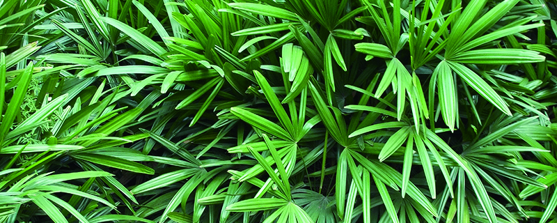 竹子栽种季节
