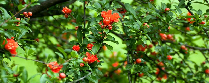 石榴花什么季节换土