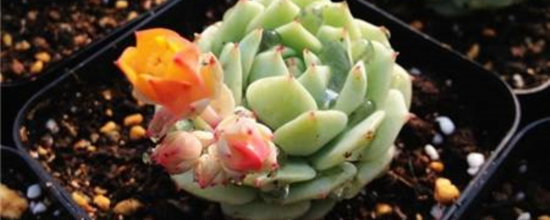 多肉开花是哪个季节