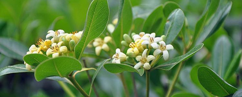 海桐种植季节