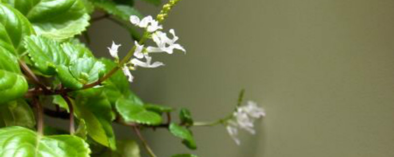 瑞典常春藤啥季节开花