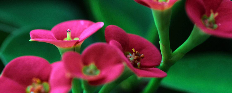 铁海棠花什么季节开花