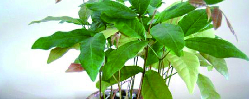 盆栽一般哪个季节换盆 盆栽一般哪个季节换盆