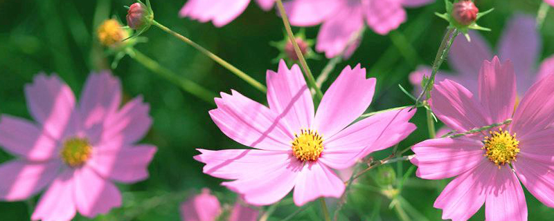波斯菊是什么季节的花