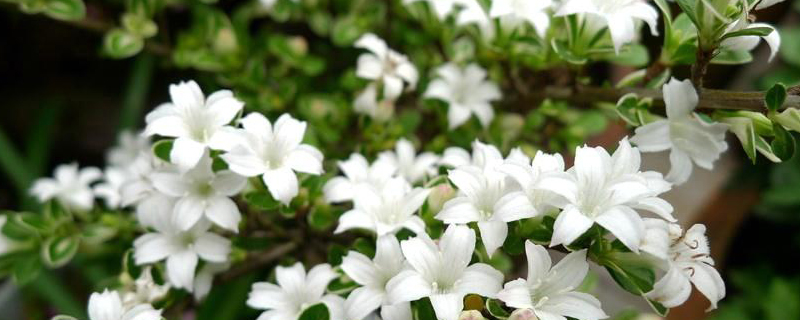 六月雪什么季节提根 六月雪什么季节提根