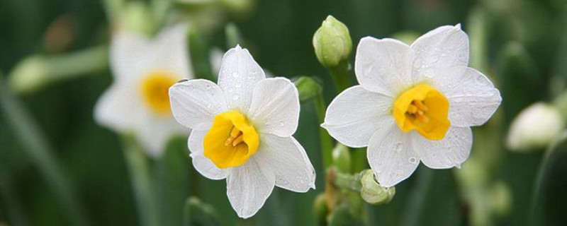 水仙花的什么季节开