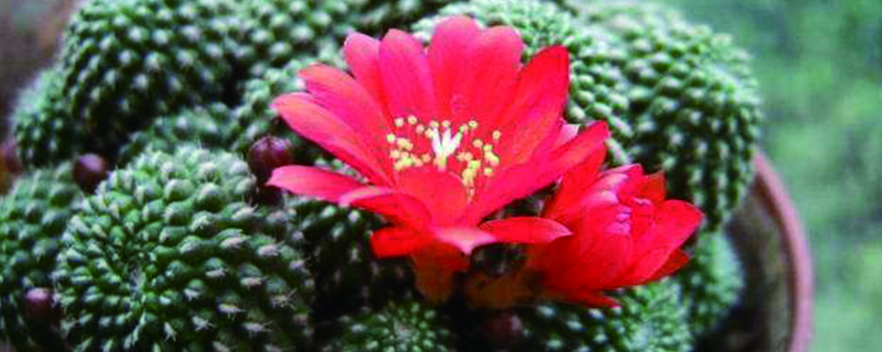 子孙球啥季节换盆 子孙球啥季节换盆