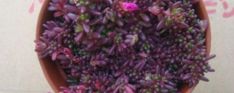 紫米粒什么季节繁殖 紫米粒什么季节繁殖