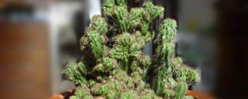 仙人山什么季节换盆 仙人山什么季节换盆