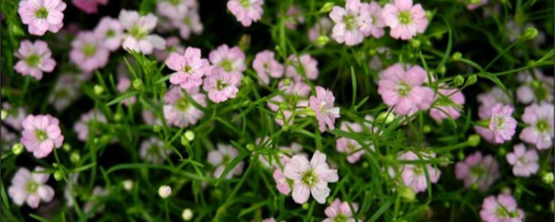 满天星是什么季节的花 满天星是什么季节的花