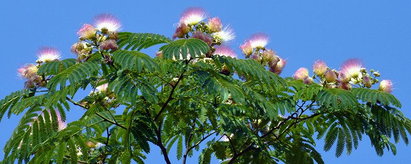 以季节命名的花卉