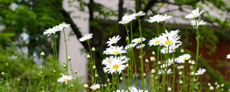 雏菊什么季节播种