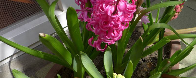风信子养殖季节 风信子养殖季节