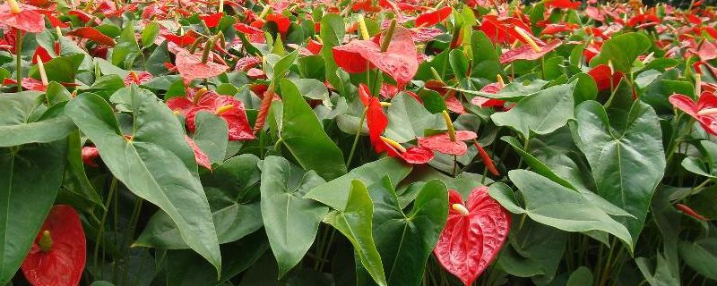 花烛有哪些病虫害,应如何防治 花烛有哪些病虫害,应如何防治