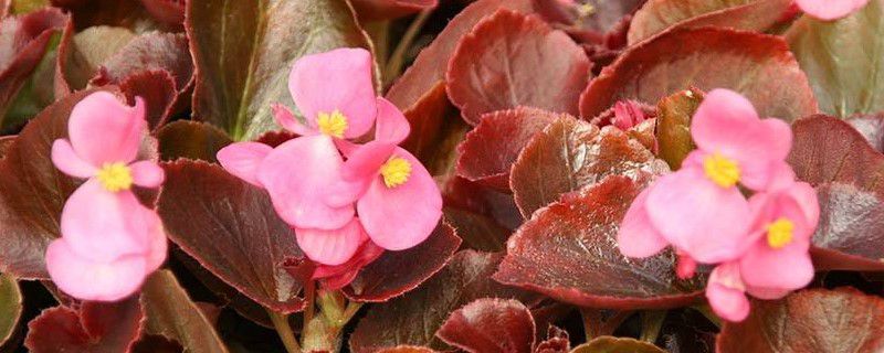 四季海棠繁殖季节 四季海棠繁殖季节