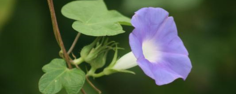 牵牛花是什么季节种的