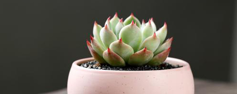 多肉吉娃莲开花季节