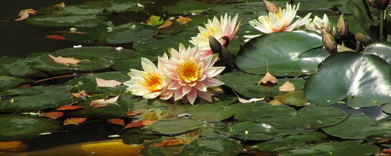 睡莲在什么季节开花 睡莲在什么季节开花