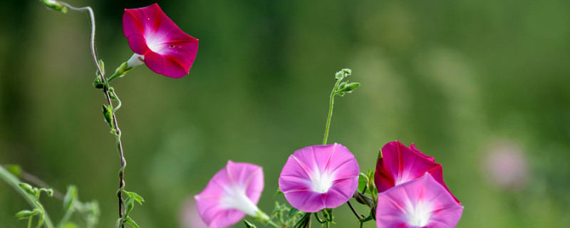 牵牛花在哪个季节开花