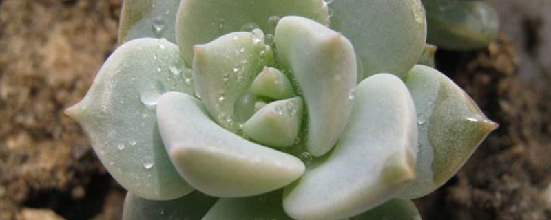 多肉植物什么季节施肥 多肉植物什么季节施肥