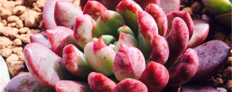 多肉植物什么季节换盆 多肉植物什么季节换盆