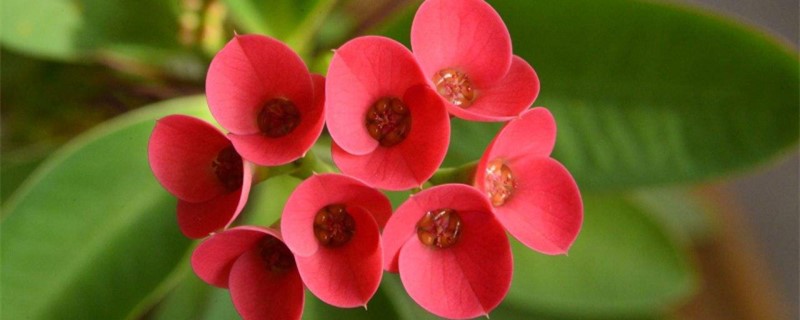 刺梅什么季节修剪