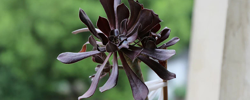 黑法师哪个季节换盆