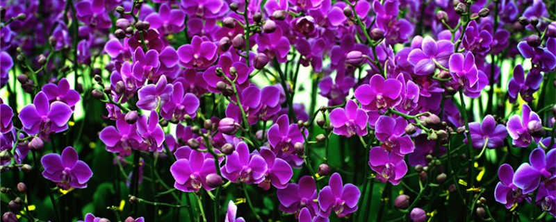 蝴蝶兰怎样抽花箭
