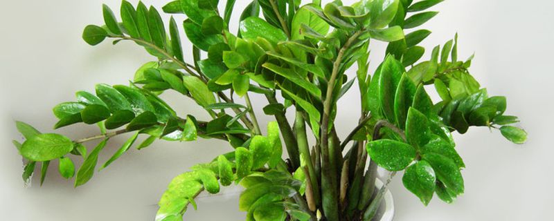 龙凤木繁殖方法 龙凤木繁殖方法
