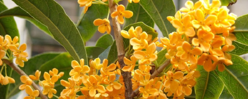 盆栽桂花什么季节换土 盆栽桂花什么季节换土