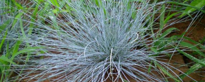禾本类植物花期季节月份