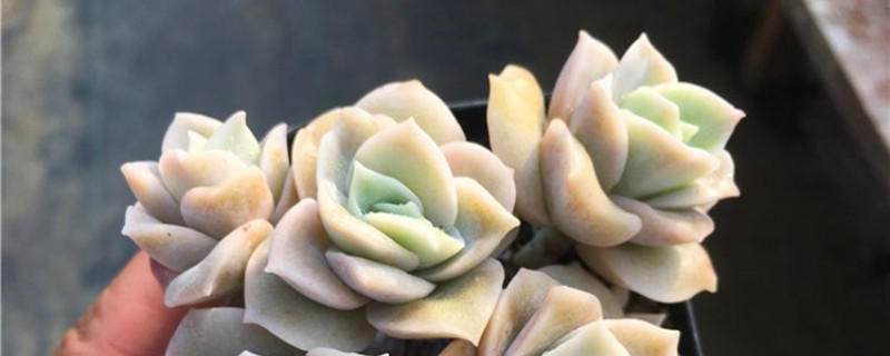 多肉在什么季节繁殖 多肉在什么季节繁殖