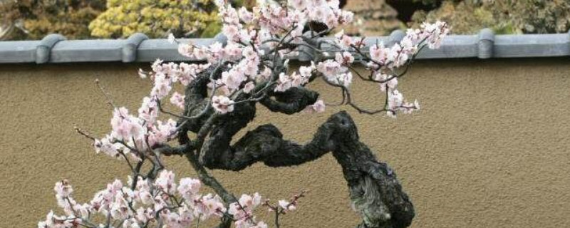 梅花树造型什么季节好