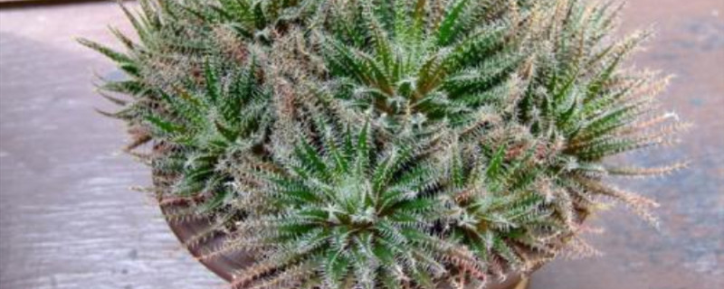 琉璃姬孔雀开花吗 琉璃姬孔雀开花吗